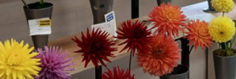 Gargunnock Flower Show