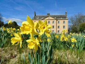 Gargunnock House with daffs 2