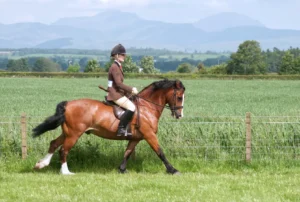 Horse showing at Gargunnock Agricultural Show