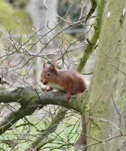 Red squirrel in woods around Gargunnock House