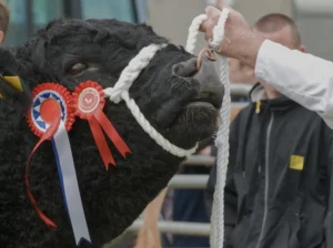 Show cattle at Gargunnock Agricultiral Show 3