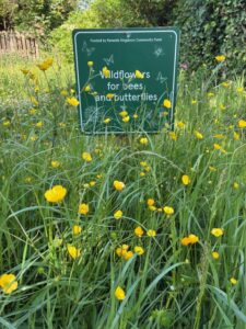 Gargunnock wildflowers