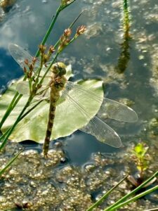 pond life