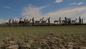 Alpaca Trekking Centre
