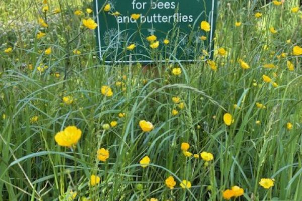 Gargunnock wildflowers