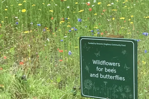 Wildlife meadow at the Glebe Park