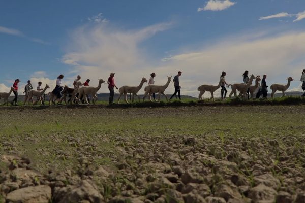 Alpaca Trekking Centre